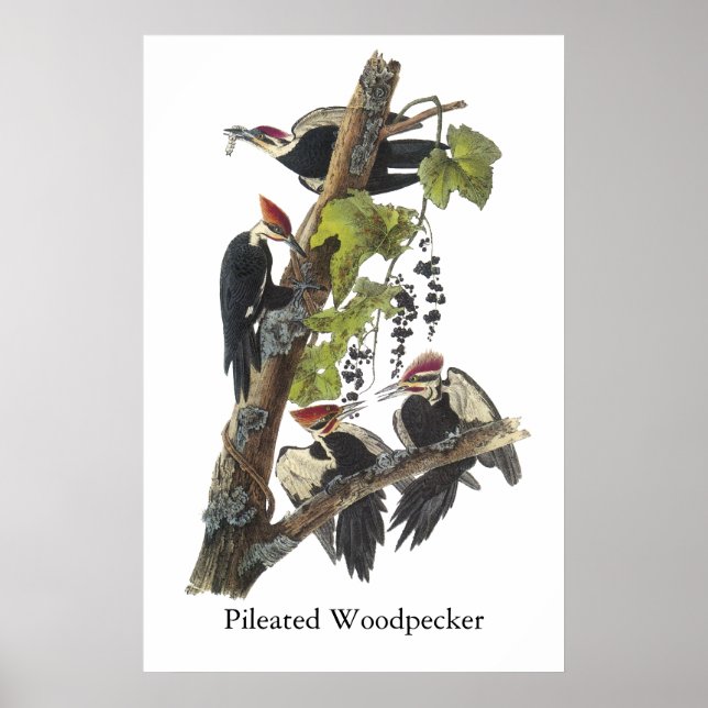 Pôster Pica-Pau Pileado, John Audubon (Frente)