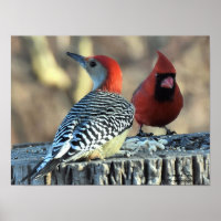 Pica-pau-rosa e cardeal-vermelho