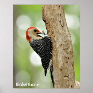 Poster Pica-pau Vermelho-Inchado