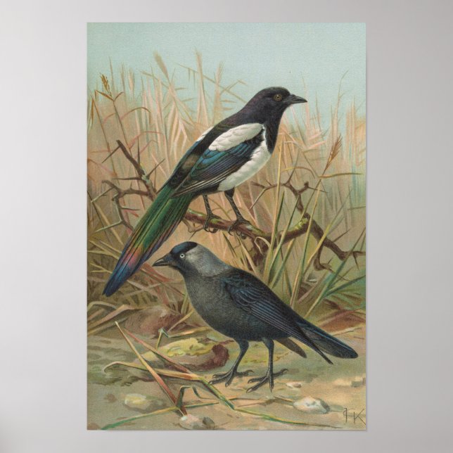 Poster Pica pica, Lycus monedula (Frente)