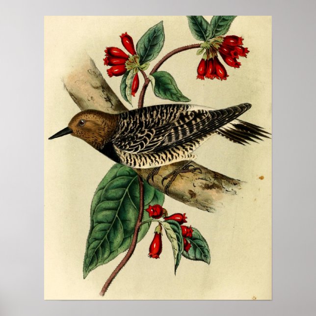 Pôster Pica-pica-pau torrado (Frente)