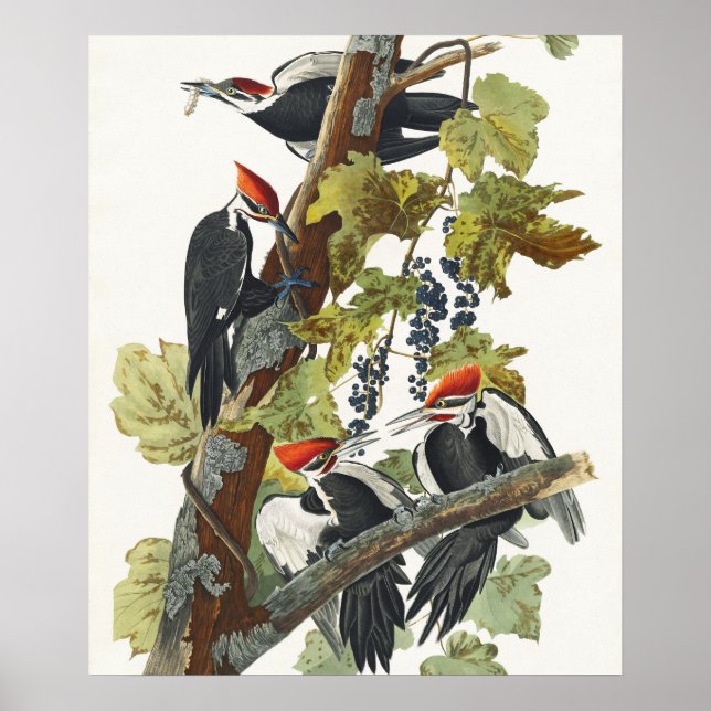 Poster Pica-Pica-Pica-Pica Audubon Pileada (Frente)