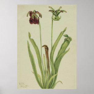 Poster Picherfina (Sarracenia rubra)