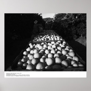 Poster Picking Citrus, Janeiro de 1956, por Ansel Adams
