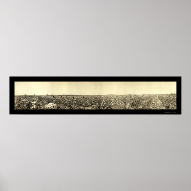 Pôster Picking Cotton Photo 1917 (Frente)