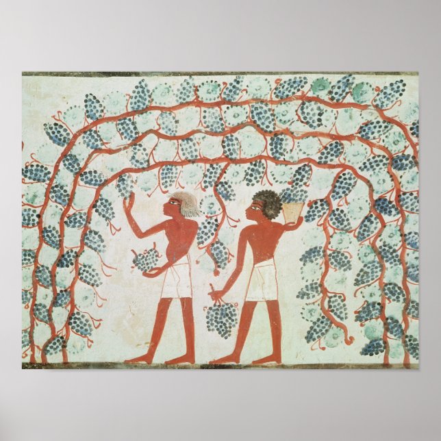 Poster Picking grapes, from the Tomb of Nakht (Frente)