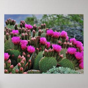 Poster Picle Pear Cactus em Papais noeis de Sangue Fe NM
