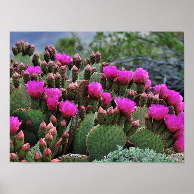 Poster Picle Pear Cactus em Papais noeis de Sangue Fe NM (Frente)
