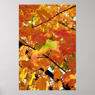 Poster Pico de Cores de Folhagem no outono