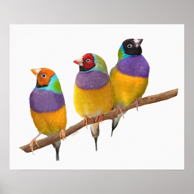 Pôster Picos Coloridos Gouldian em Pastéis (Frente)