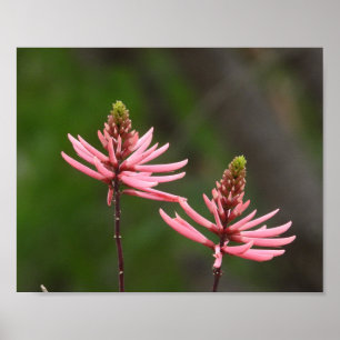 Poster Picos de Flores Rosa Fotografia da Natureza