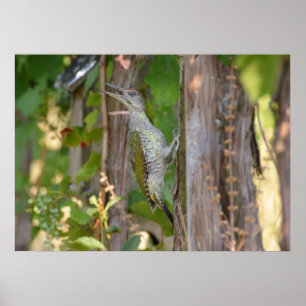 Pôster Picus Viridis - Grünspecht