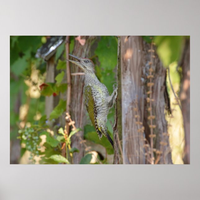 Pôster Picus Viridis - Grünspecht (Frente)