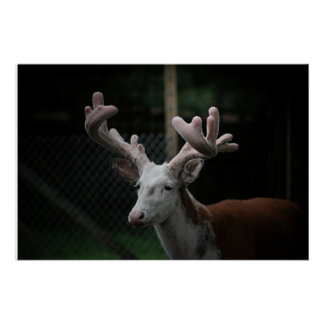Pôster Piebald Deer
