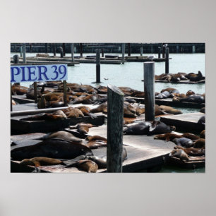 Poster Pier 39 Leões do Mar