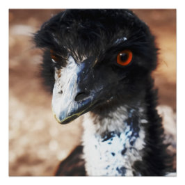 Pôster Piercing Eyes of Outback