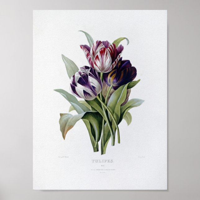 Poster Pierre Joseph Redoute - Tulips (Frente)