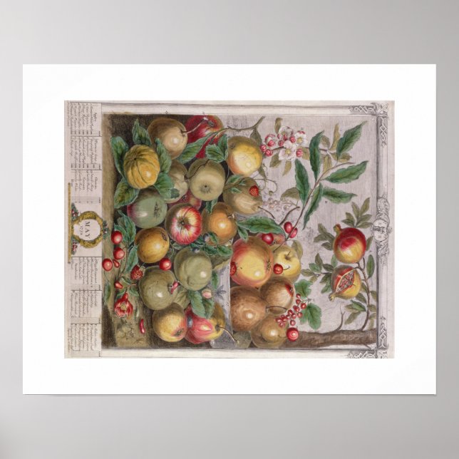 Poster Pieter Casteels, Doze Meses de Frutas, maio (Frente)