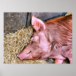 POSTER PIG CUTO