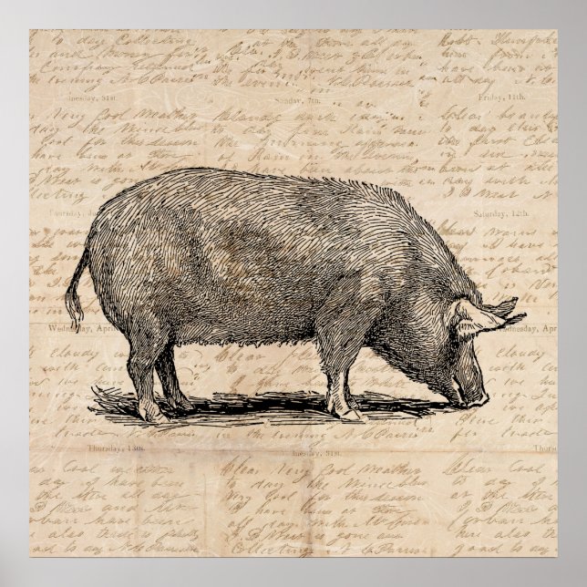Poster Pig Illustration Antique Art Script Paper Style (Frente)
