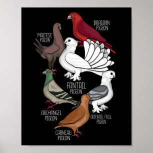 Poster Pigeon Breve King Pigeon Homens Pombos