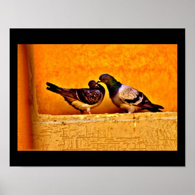 Poster Pigeon Love (Frente)