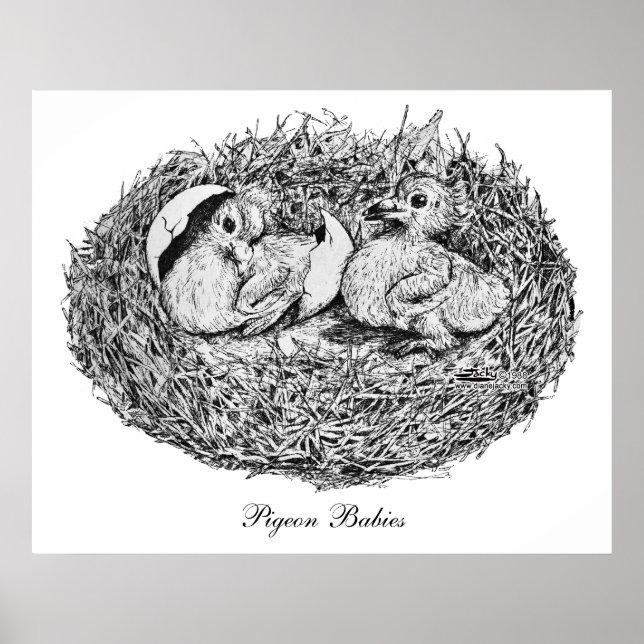 Poster Pigeon Nest Babies (Frente)