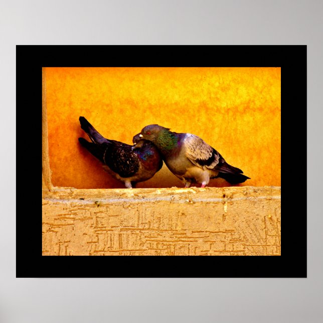 Poster Pigeon Sweethearts (Frente)