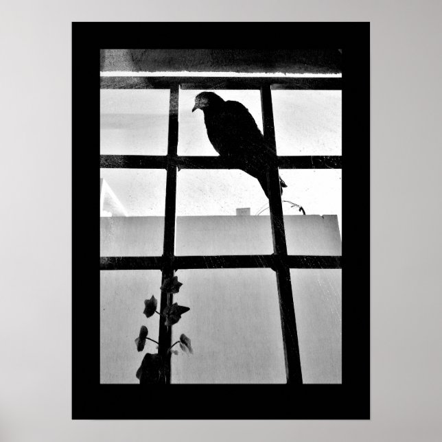 Poster Pigeon Thoughts (Frente)