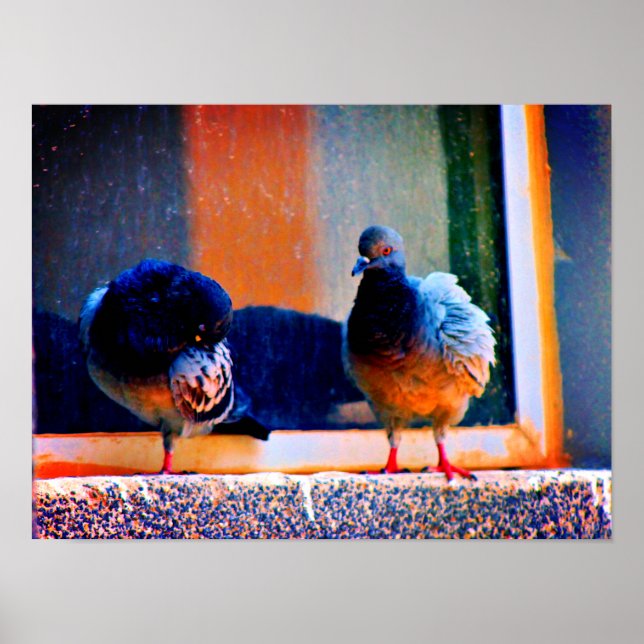 Poster Pigeons (Frente)