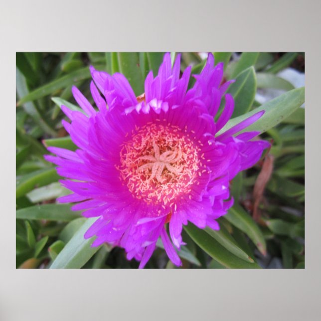 Poster Pigface (Frente)