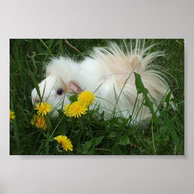 Poster Piggy em Dandelions (Frente)
