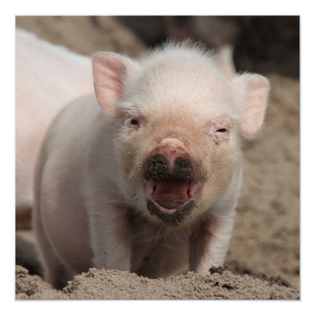 Pôster Piglet_2014_1101 (Frente)