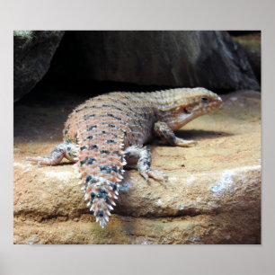 Poster Pilbara Spiny-tail Skink