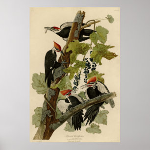Poster Pileated Woodpecker from Audubon Birds of America