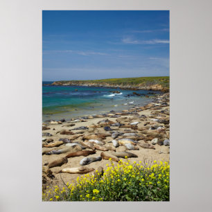 Pôster Pilha de selos de elefante