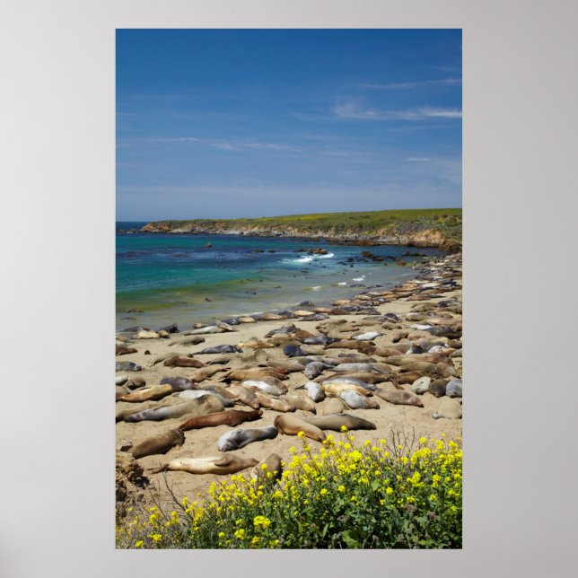 Pôster Pilha de vedações de elefante (Frente)