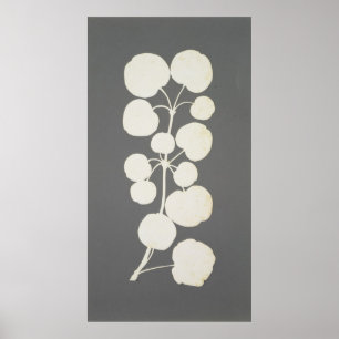 Pôster Pimenta de caiena