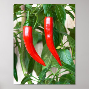 Poster Pimenta malagueta