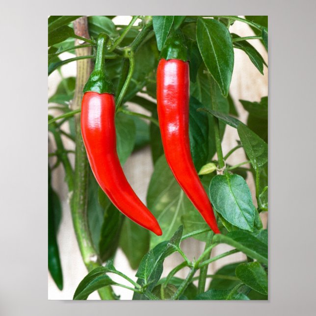 Poster Pimenta malagueta (Frente)