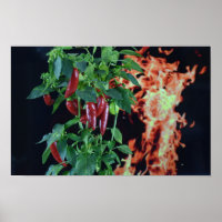 Pimenta Quente Ardente.