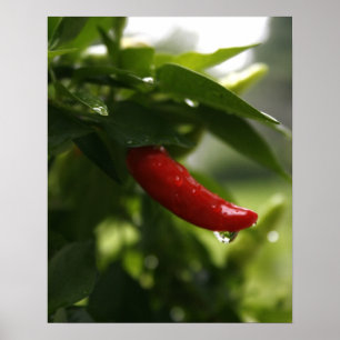 Pôster Pimenta vermelha na chuva