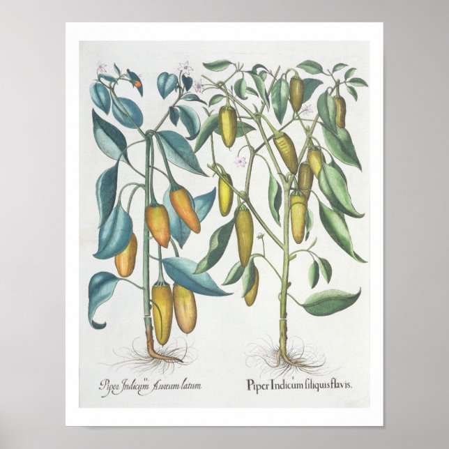 Poster Pimentos: 1.Piper Indicum filiquis flavis; 2.Piper (Frente)