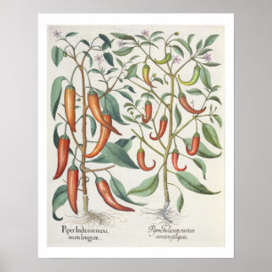 Pôster Pimentos: 1.Piper Indicum maximum longum; 2.Piper