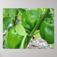 Pimentos De Jardim Verde Na Vinha