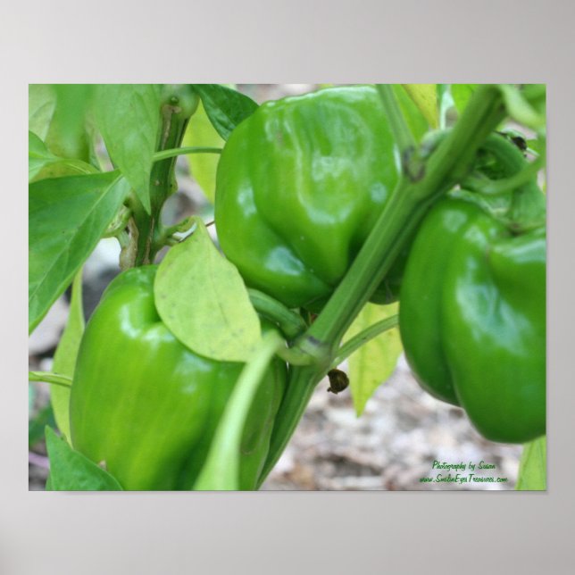 Poster Pimentos De Jardim Verde Na Vinha (Frente)