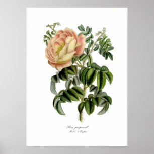 Poster Pimprenelle de Rosa