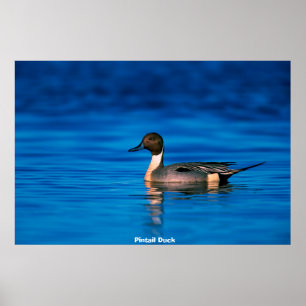 Poster Pin Duck