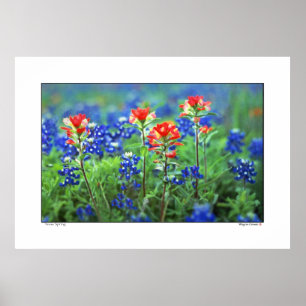 Pôster Pincel e Bluebonnets - Texas