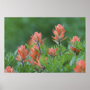 Pôster Pincel indiano, Castilleja miniata, Ouray,